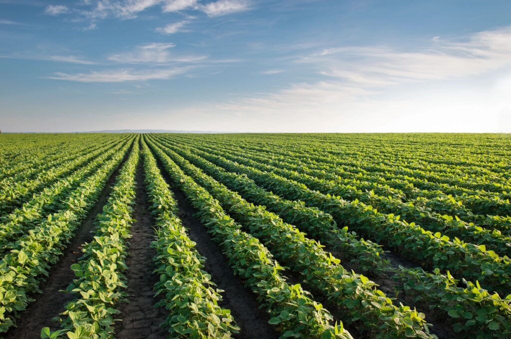 USA green soybean field under a partly cloudy sky.